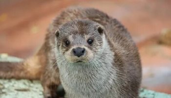 Звуки выдры