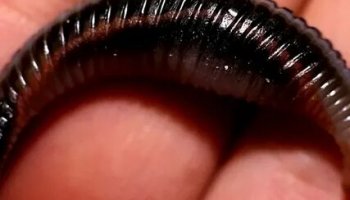 Звуки пиявок