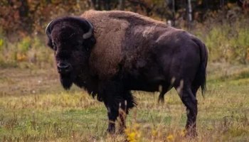 Звуки бизона