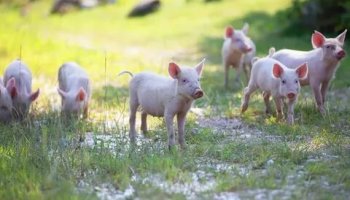 Звуки поросят