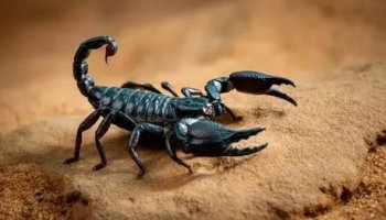 Звуки скорпиона