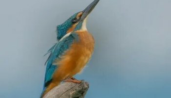 Звуки зимородка