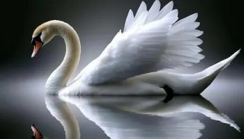 Звуки лебедей