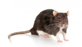 Звуки крысы