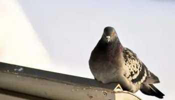 Звуки голубей