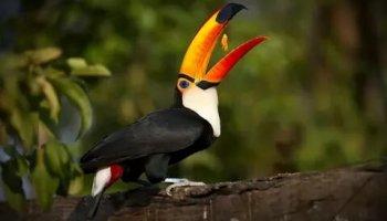 Звуки тукана