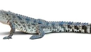 Звуки крокодила, аллигатора