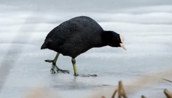 Звуки лысухи