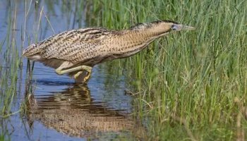 Звуки большой выпи