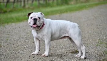 Звуки бульдога