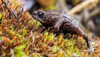 Звуки лягушек, жаб