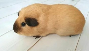 Звуки морской свинки