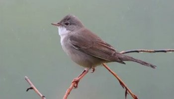 Звуки славки