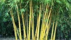 Звуки бамбука