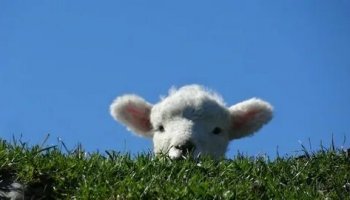 Звуки ягненка