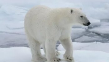 Звуки полярного медведя