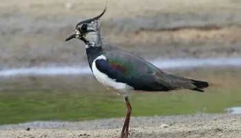 Звуки чибиса