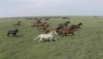 Звуки бегущего стада