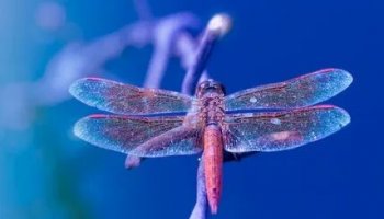 Звуки стрекозы