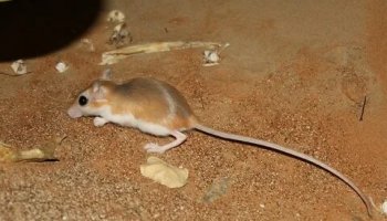 Звуки песчанки