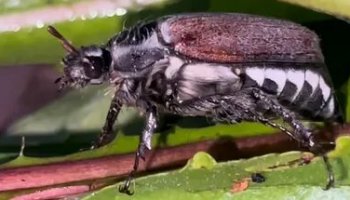 Звуки майского жука