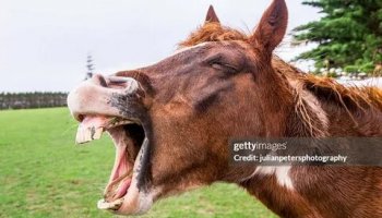 Звуки ржания лошади