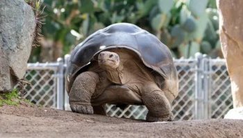 Звуки черепахи