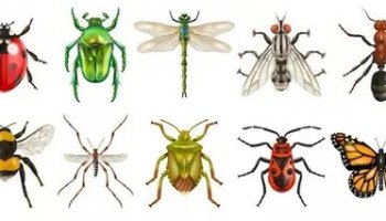 Звуки насекомых