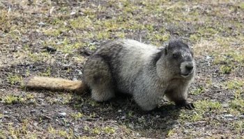 Звуки сурка