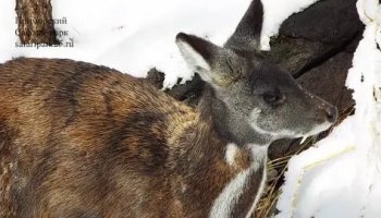 Звуки кабарги