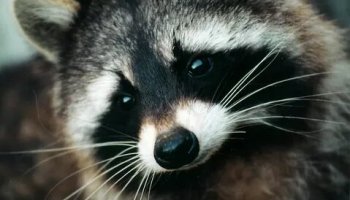 Звуки енота