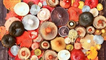 Звуки грибов