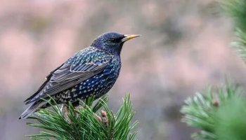 Звуки скворцов