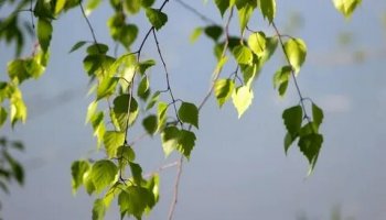 Звуки берёз