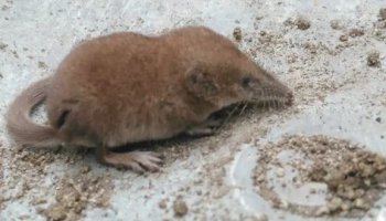 Звуки землеройки