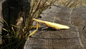 Звуки богомола