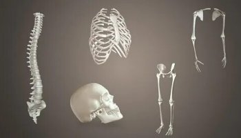 Звуки скелета