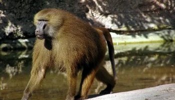 Звуки павиана