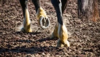 Звуки копыт лошадей