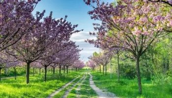 Звуки весны