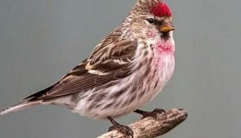 Звуки чечетки