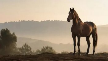 Звуки лошадей