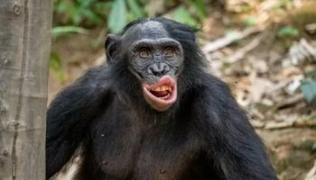 Звуки шимпанзе
