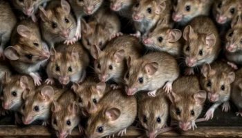 Звуки мышат