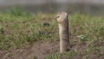 Звуки суслика