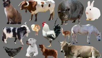 Звуки животных