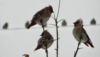 Звуки свиристелей