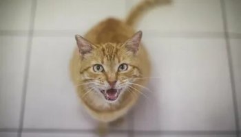 Звуки Мяуканья кошки