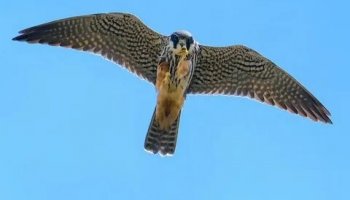 Звуки сокола