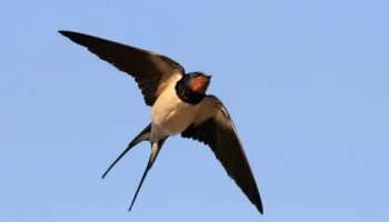 Звуки ласточки